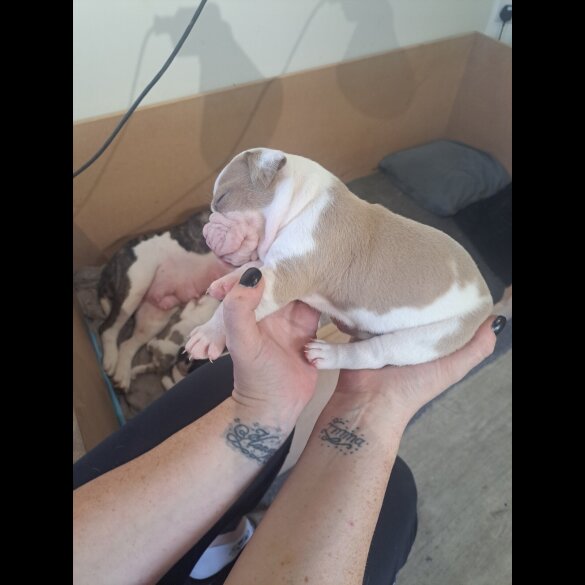 Dorset Olde Tyme Bulldogge