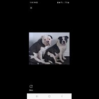 Dorset Olde Tyme Bulldogge