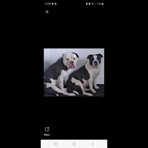 Dorset Olde Tyme Bulldogge