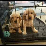 Cocker Spaniel (Show)
