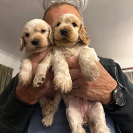 Cocker Spaniel (Show)