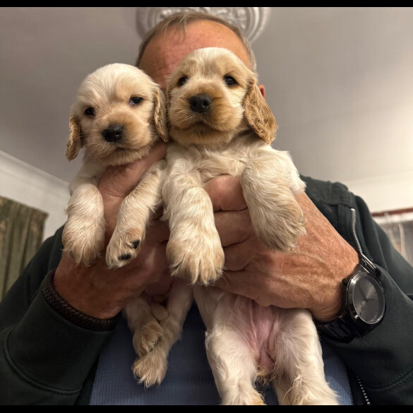 Cocker Spaniel (Show)