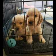 Cocker Spaniel (Show)
