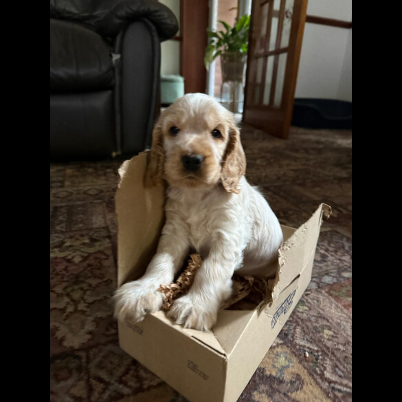 Cocker Spaniel (Show)