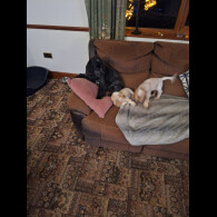 Cocker Spaniel (Show)