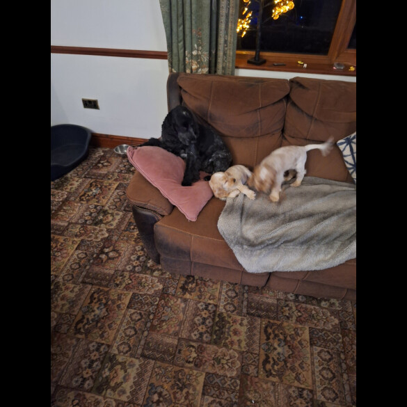 Cocker Spaniel (Show)