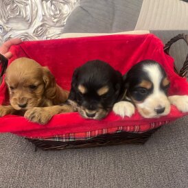 Cocker Spaniel (Show)