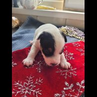 Parson Russell Terrier