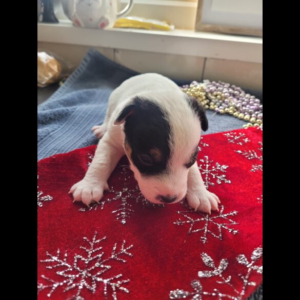 Parson Russell Terrier