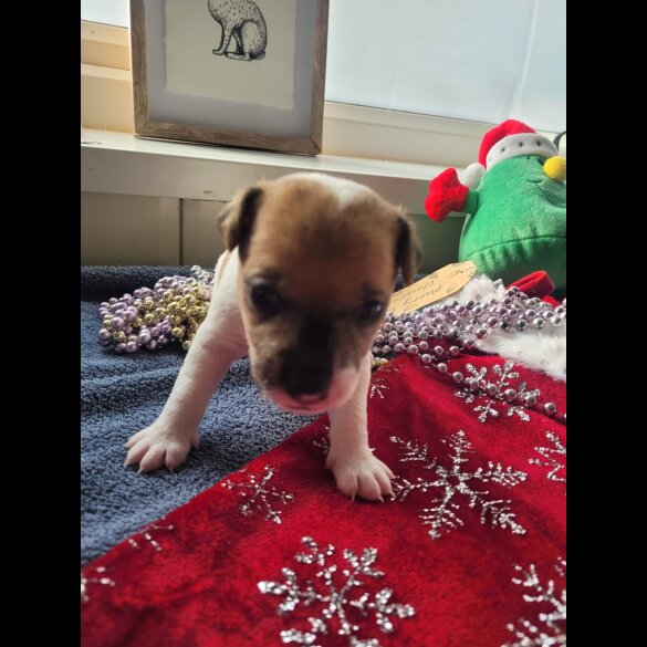 Parson Russell Terrier