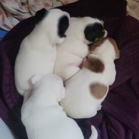 Parson Russell Terrier