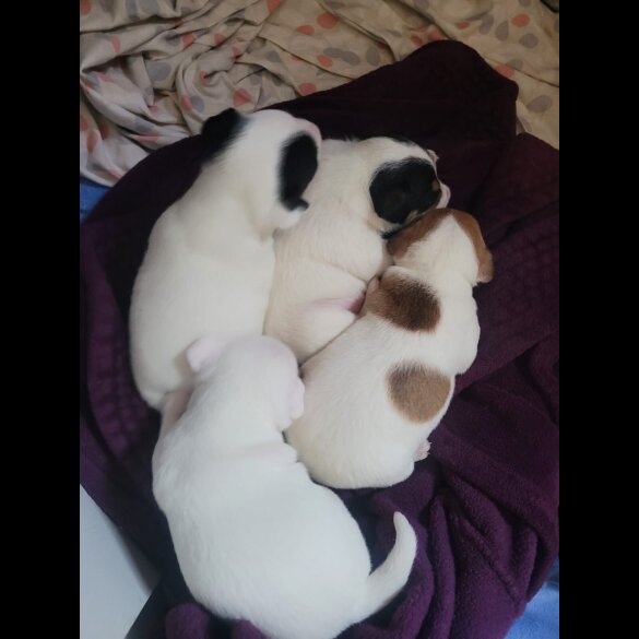 Parson Russell Terrier