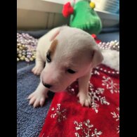 Parson Russell Terrier