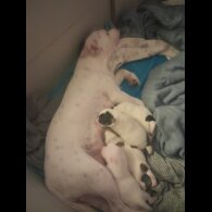 Parson Russell Terrier