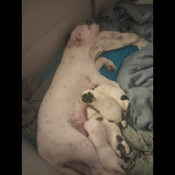 Parson Russell Terrier