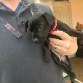 Patterdale Terrier
