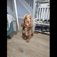 Cocker Spaniel (Show)