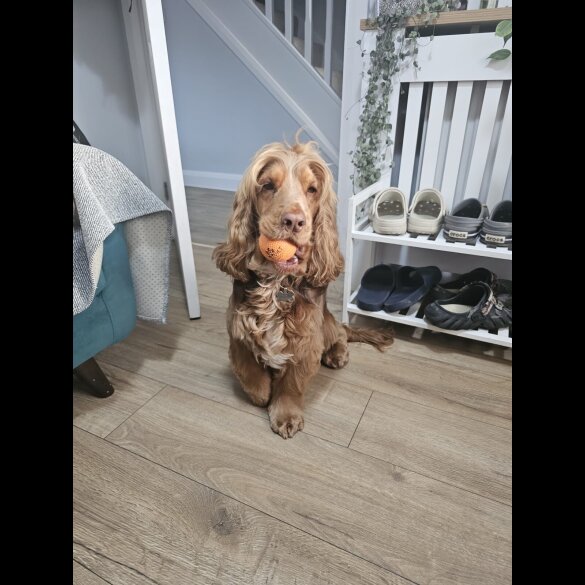 Cocker Spaniel (Show)
