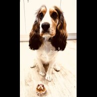 Cocker Spaniel (Show)