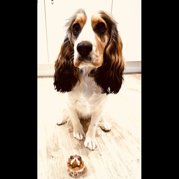 Cocker Spaniel (Show)