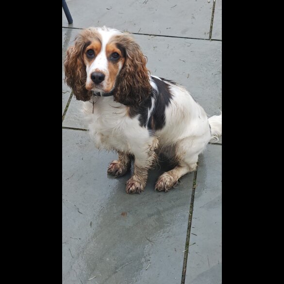 Cocker Spaniel (Show)