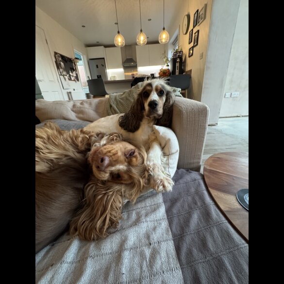 Cocker Spaniel (Show)