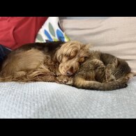 Cocker Spaniel (Show)