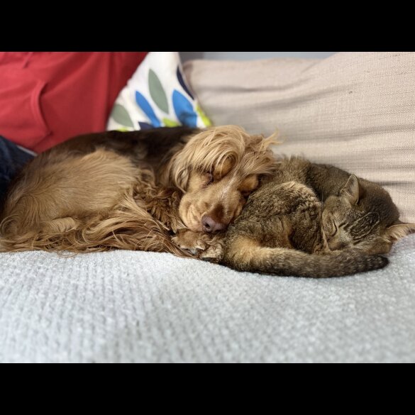 Cocker Spaniel (Show)