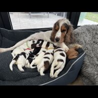 Cocker Spaniel (Show)