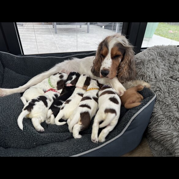 Cocker Spaniel (Show)