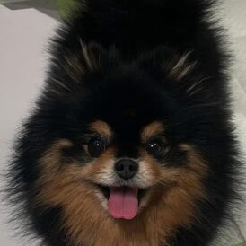 Pomeranian