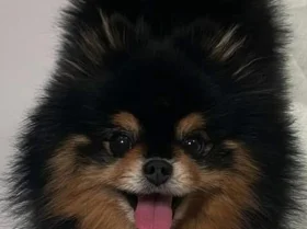 Pomeranian