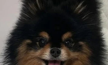 Pomeranian