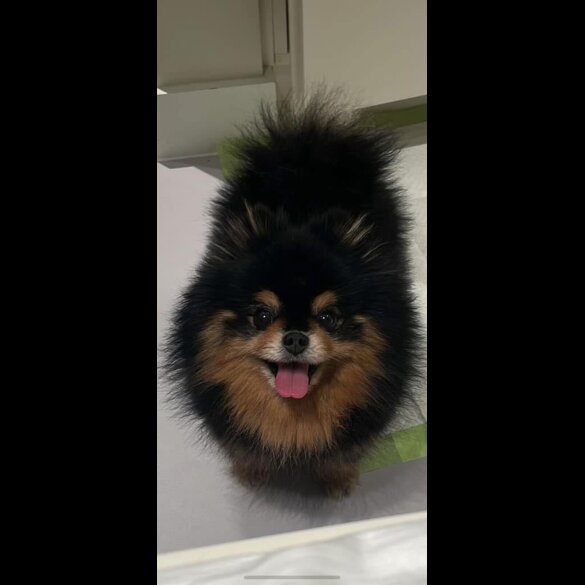 Pomeranian