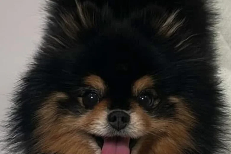 Pomeranian
