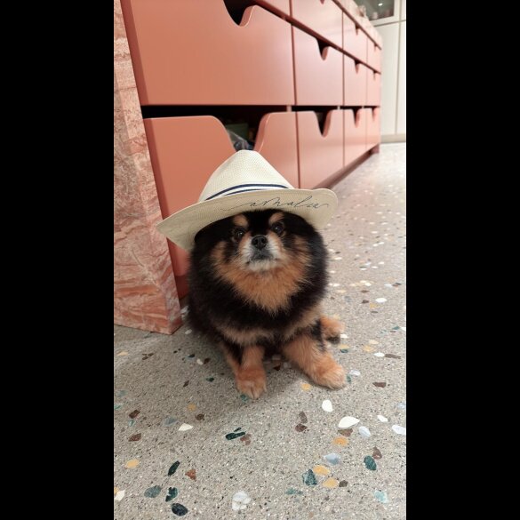 Pomeranian