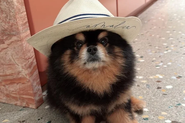 Pomeranian