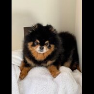 Pomeranian