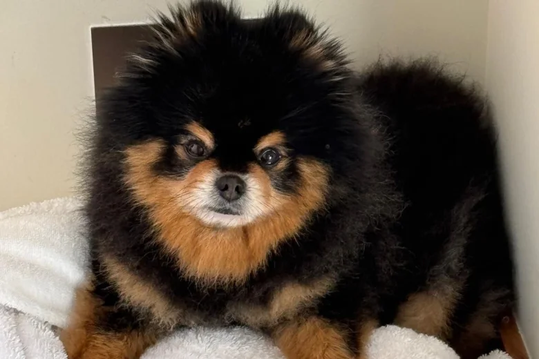 Pomeranian