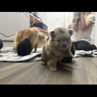 Pomeranian