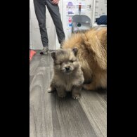 Pomeranian