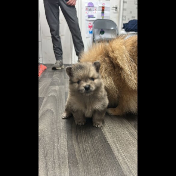 Pomeranian