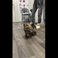 Pomeranian