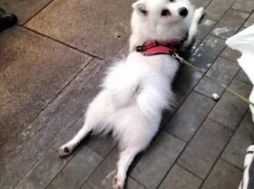 Pomeranian