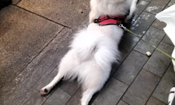 Pomeranian