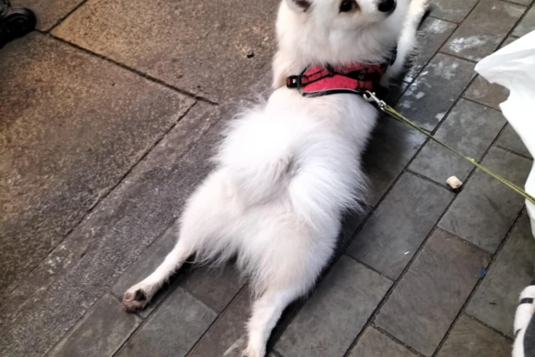Pomeranian