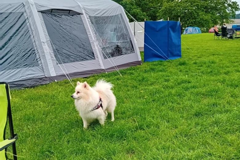 Pomeranian