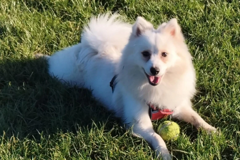 Pomeranian