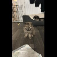 Pomeranian