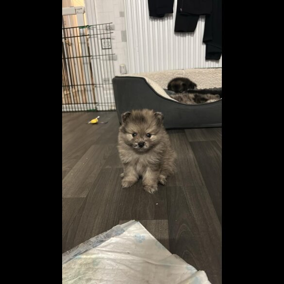 Pomeranian